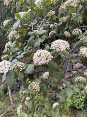 Viburnum rugosum, photograph (c) Enrico Tomschke, some rights reserved (CC BY)