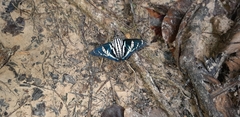 Jemadia hewitsonii