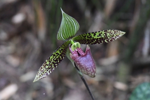 Sukhakul's Paphiopedilum