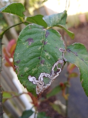 Stigmella anomalella