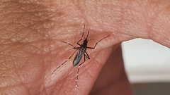 Aedes aegypti