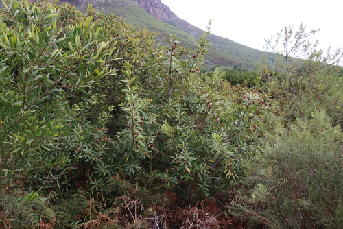 Dune Currantrhus (Searsia laevigata)