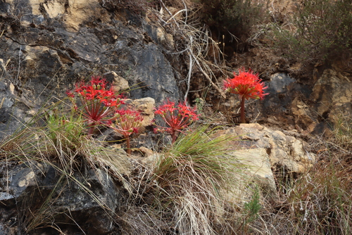 Brunsvigia marginata