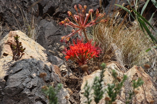 Brunsvigia marginata