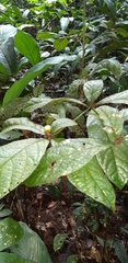 Cordia nodosa