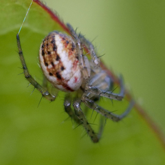 Mangora acalypha