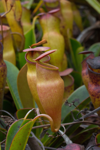 Nepenthes pervillei