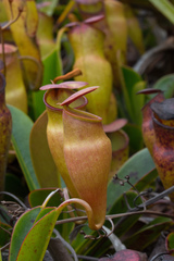 Nepenthes pervillei