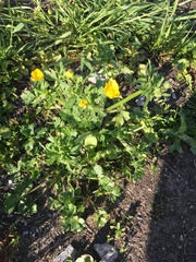 Ranunculus macranthus