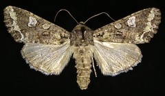 Mamestra configurata