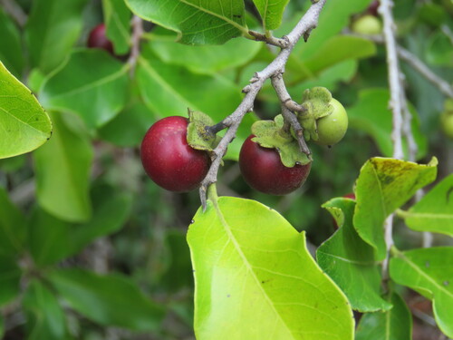 Diospyros inconstans (Diospyros inconstans)