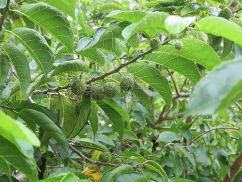 Maclura tinctoria, photograph 5