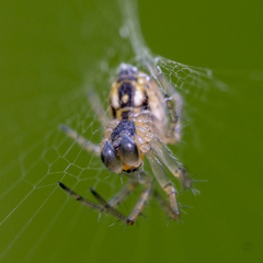 Mangora acalypha