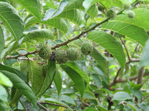 Fustictree (Maclura tinctoria)