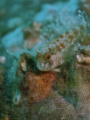 Barnaclebill Blenny photo 5