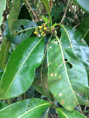 Image of Psychotria berizokae