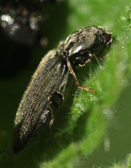 Cardiophorinae