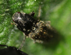 Cardiophorinae