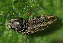 Cardiophorinae