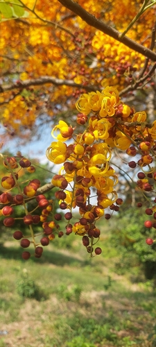 Cassia moschata observed 2026-03-26