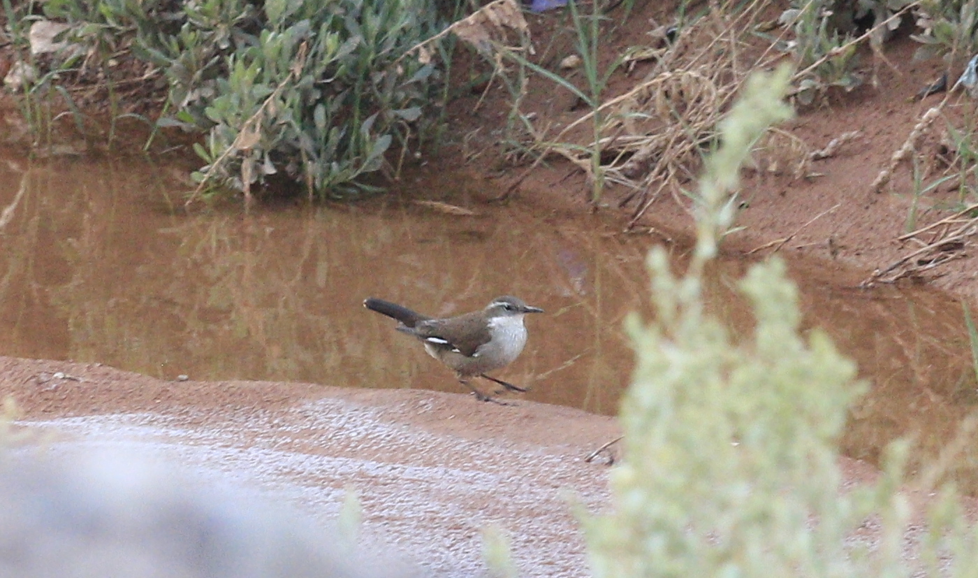 White-winged Cinclodes (Cinclodes atacamensis), photo 8
