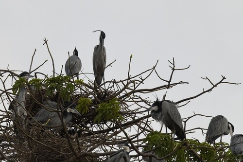 iNaturalist: (c) John Landers, some rights reserved (CC BY-NC), uploaded by John Landers iNaturalist image