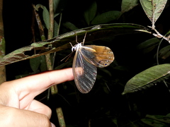 Haetera piera