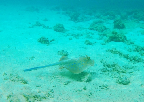 Taeniura lymma