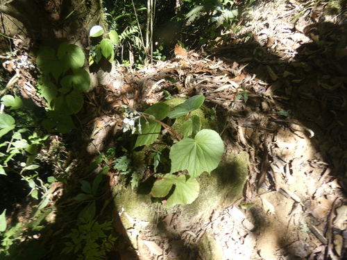 angel wing begonia (Begonia involucrata)