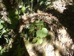 Begonia involucrata