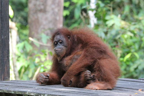 Bornean orangutan
