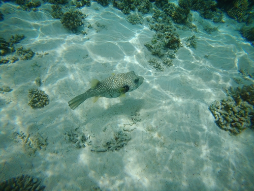 Arothron hispidus