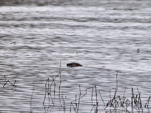 North American River Otter photographed in Oregon