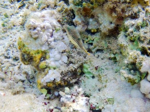 Canthigaster margaritata