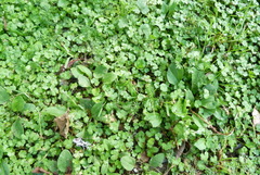 Hydrocotyle heteromeria