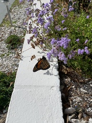 Danaus plexippus