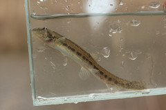 Cobitis elongatoides