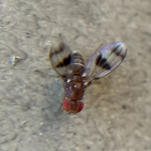 Unknown species found near Pisgah National Forest, Horse Shoe, NC, US
