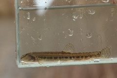 Cobitis elongatoides