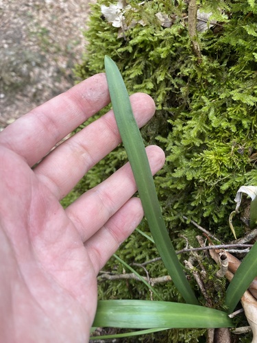 Galanthus rizehensis, photograph 5
