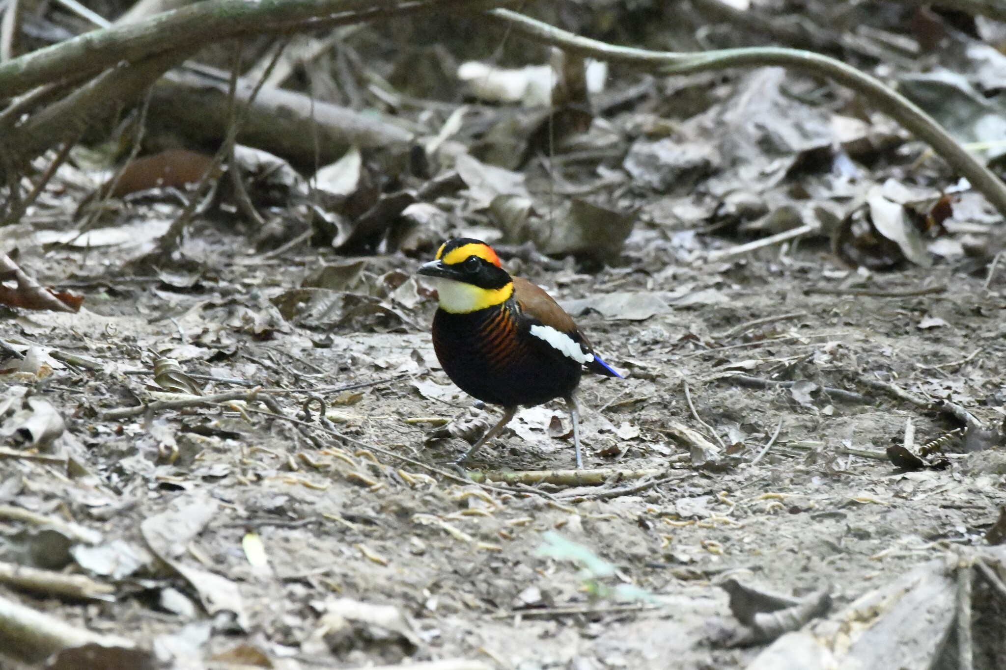 Malayan Banded Pitta (Hydrornis irena), photo 10