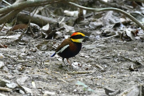 Malayan Banded Pitta (Hydrornis irena)