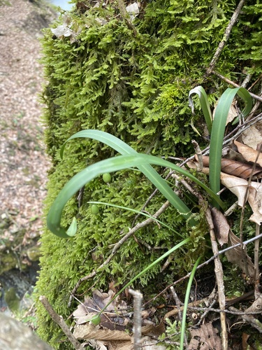 Galanthus rizehensis, photograph 6