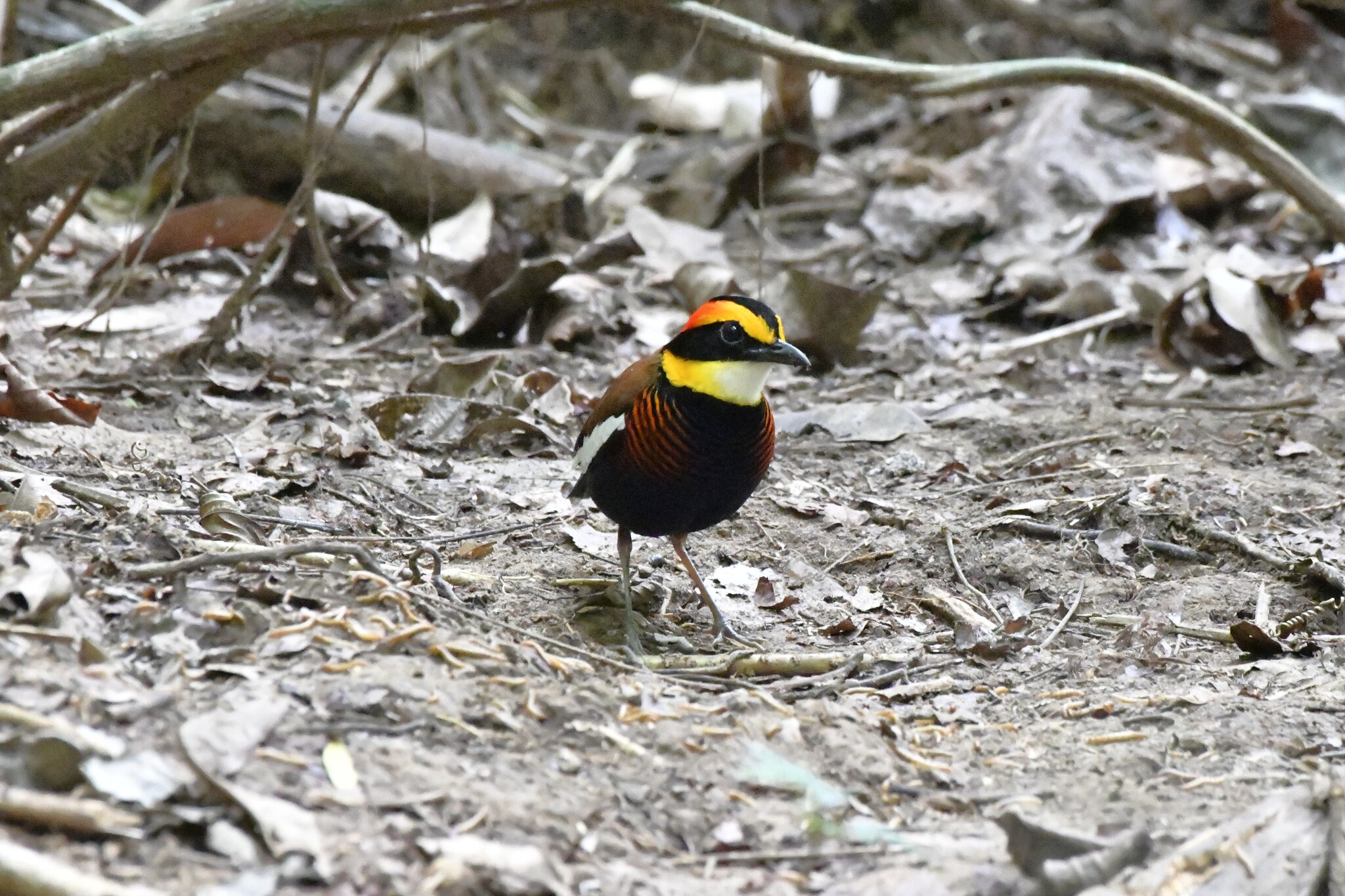 Malayan Banded Pitta (Hydrornis irena), photo 2