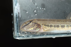 Cobitis elongatoides