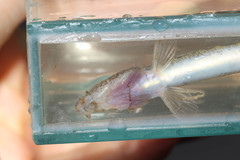 Cobitis elongatoides