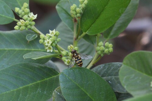 Unknown species found near Southridge Village, Fontana, CA 92337, USA