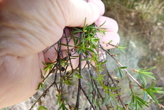 Kunzea robusta