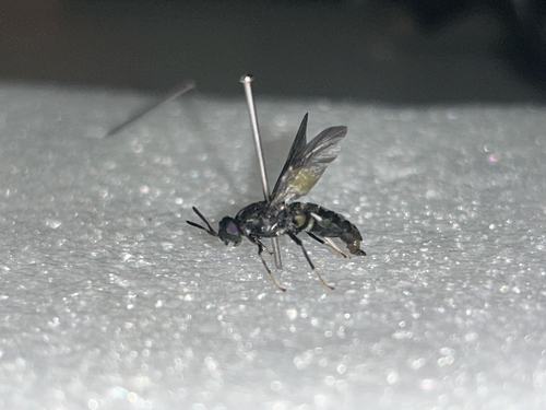Unknown species found near SR-21 S, Rincon, GA, US
