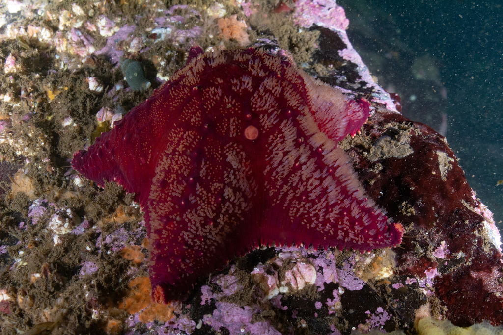 red spiny cushion star